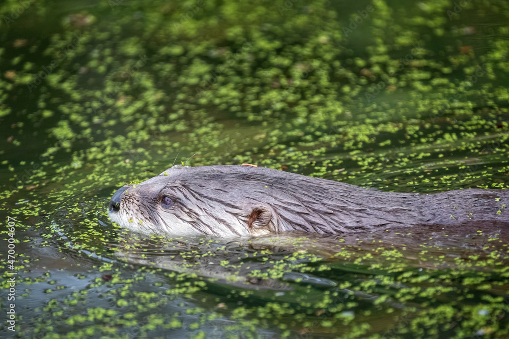 Close up of river otter swimming in amongst green algae Close up of river otter swimming in amongst green algae
