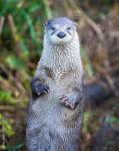 Close up of River Otter standing up facing directly at the camera