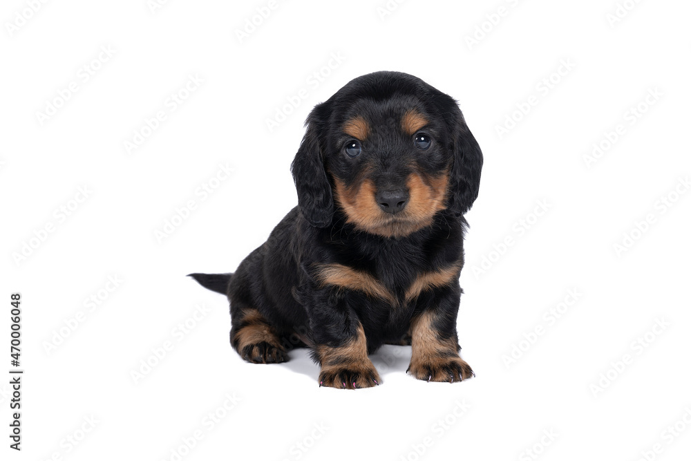 Closeup of a bi-colored wire-haired Dachshund dog puppy isolated on a white background Closeup of a bi-colored wire-haired Dachshund dog puppy isolated on a white background