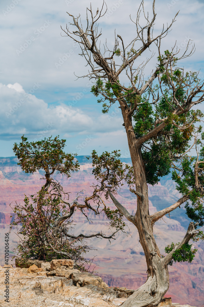 Pine tree and red rocks on background, Grand Canyon National Park, Arizona