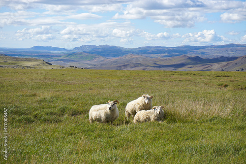 Icelandic sheep in highlands of Iceland