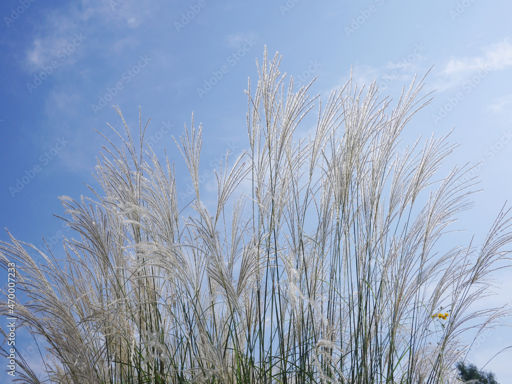 Fototapeta premium Autumn reed with blue sky.