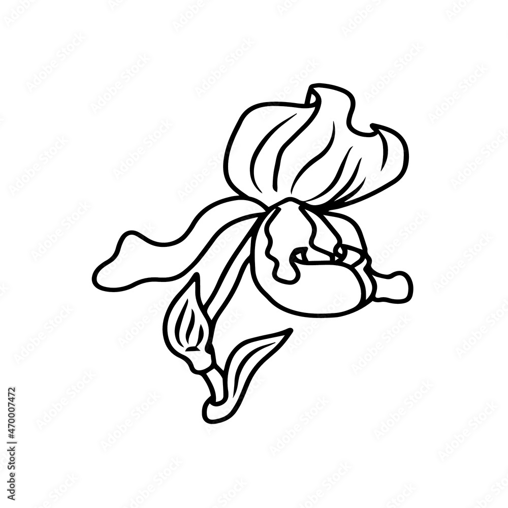 Vector botanical spring flower design in bloom Vector botanical spring flower design in bloom