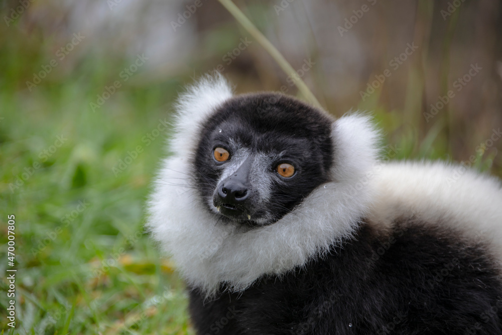 Naklejka premium Closeup of an adult black and white ruffed lemur, varecia variegata. This critically endangered species is indigenous to the rainforests of Madagascar.