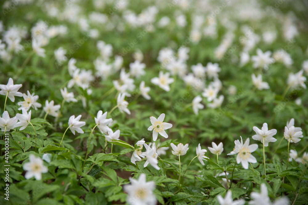 Blooming anemones Asher's anemone -Anemone nemorosa- in spring. Selective focus. Blurred background. Blooming anemones Asher's anemone -Anemone nemorosa- in spring. Selective focus. Blurred background.