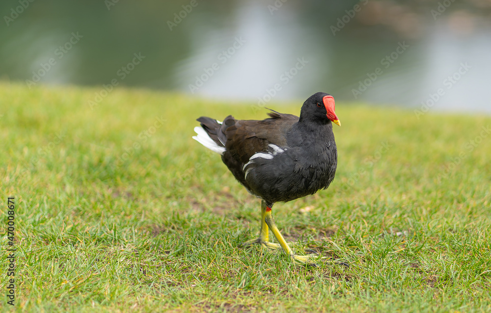 bird in the grass bird in the grass