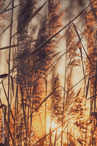 trzciny w świetle zachodzącego słońca  © Piotr Szpakowski