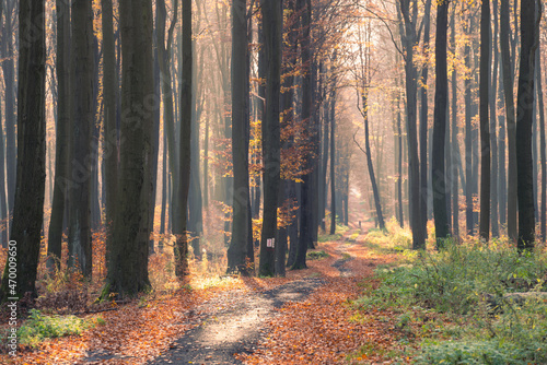 Jesień w lesie. Las bukowy, Rezerwat przyrody Buczyna Janinowska