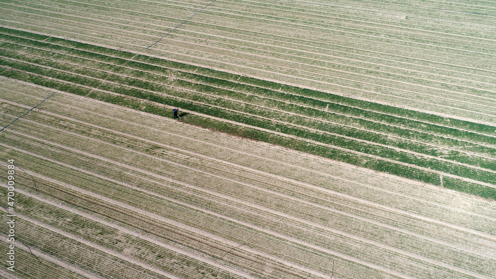 Farmers work in wheat fields, North China Plain