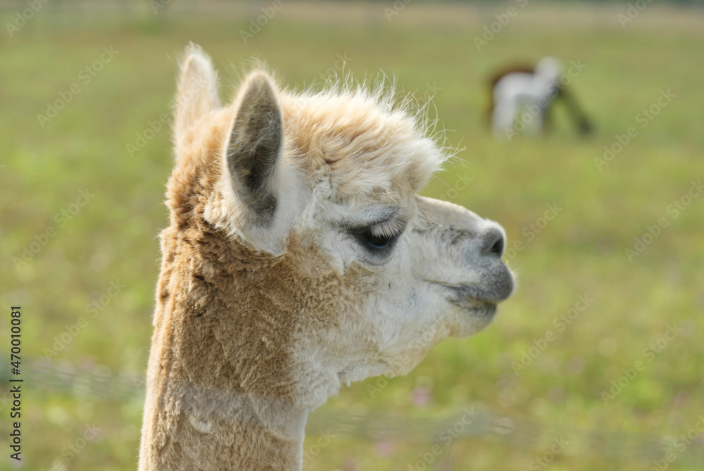Obraz premium Alpaca Animal Close Up Of Head Funny Hair Cut And Chewing Action. farm
