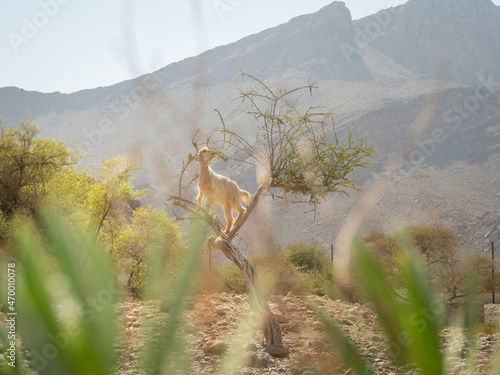  View to the climbing goat to the small tree for eating green leaves and mountain on the background. Oman.
