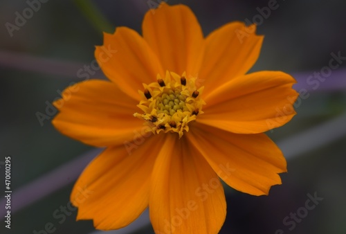 Ulam raja  cosmos caudatus