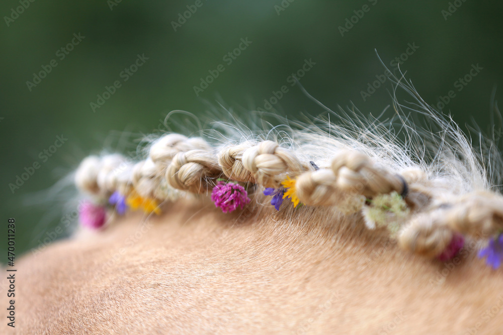 Colorful summer flowers in the mane Colorful summer flowers in the mane