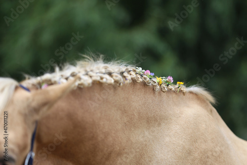 Colorful summer flowers in the mane