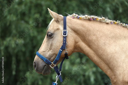 Colorful summer flowers in the mane