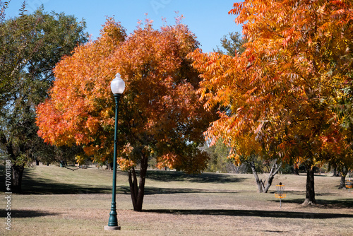 Two trees with orange yellow leaves accent an urban park on an autumn afternon photo