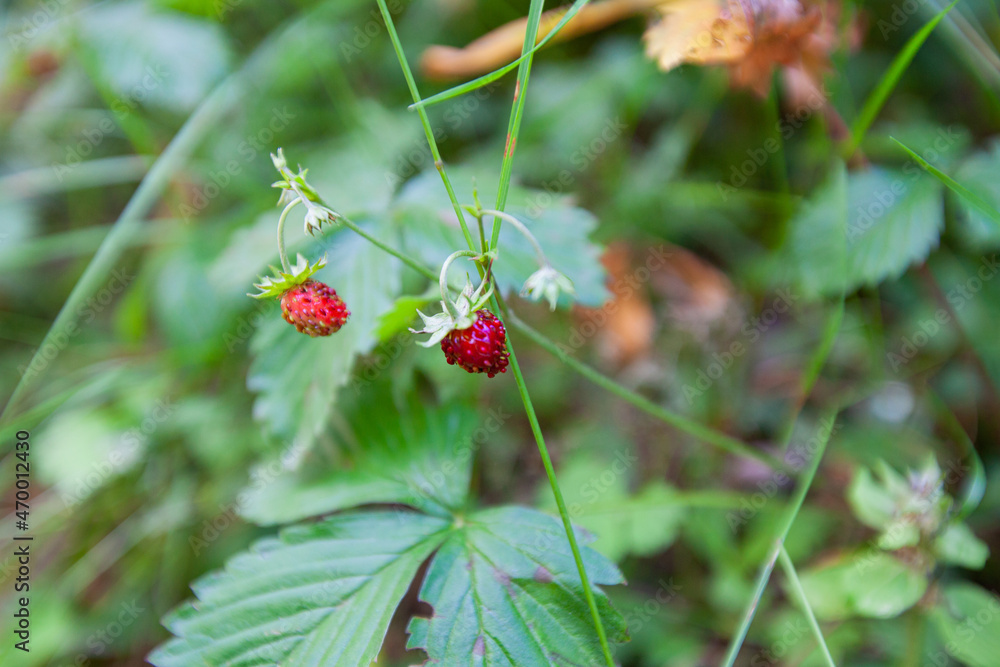 Ripe Red Wild Strawberries plants in the forest. Ripe Red Wild Strawberries plants in the forest.