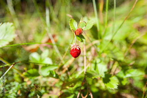 Ripe Red Wild Strawberries plants in the forest.