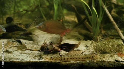 European bitterlings swim and spined loach dig in sand substrate of coldwater biotope aquarium, explore of natural behaviour of wild fish in captive photo