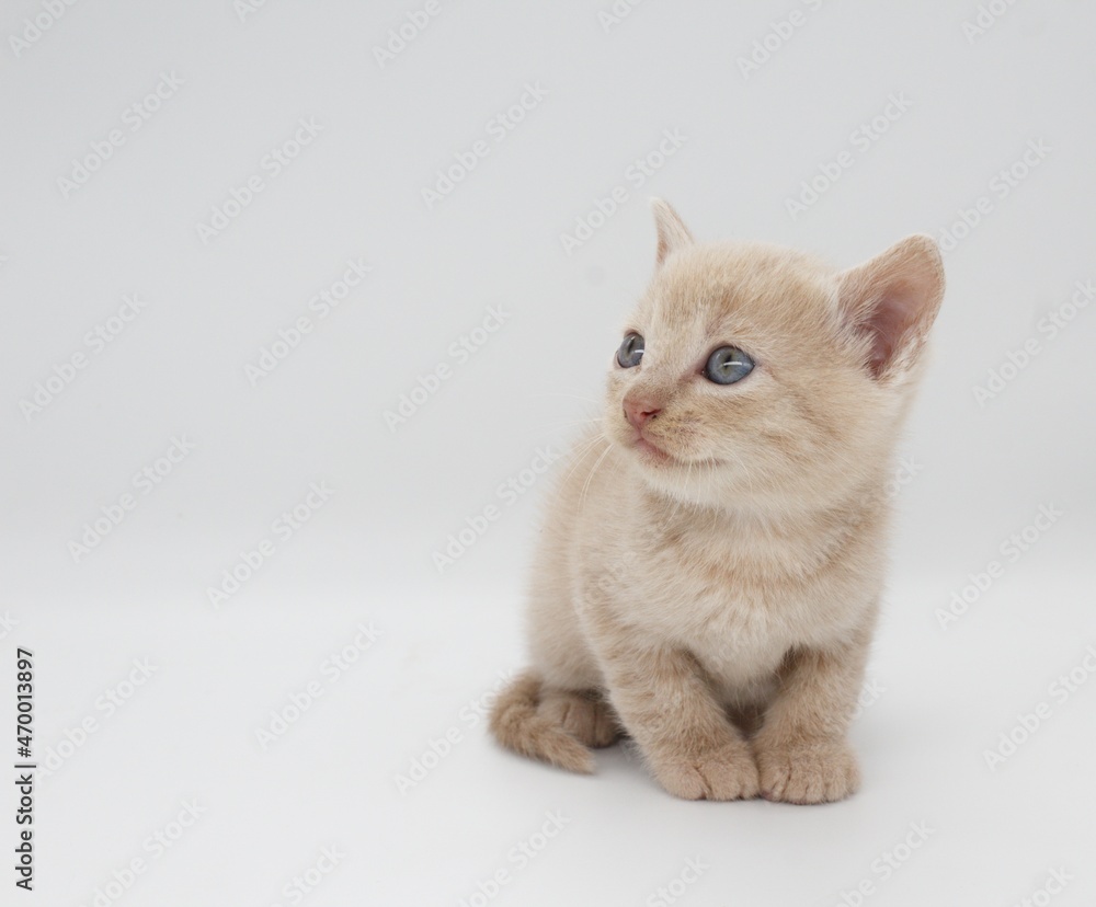 kitten on white background