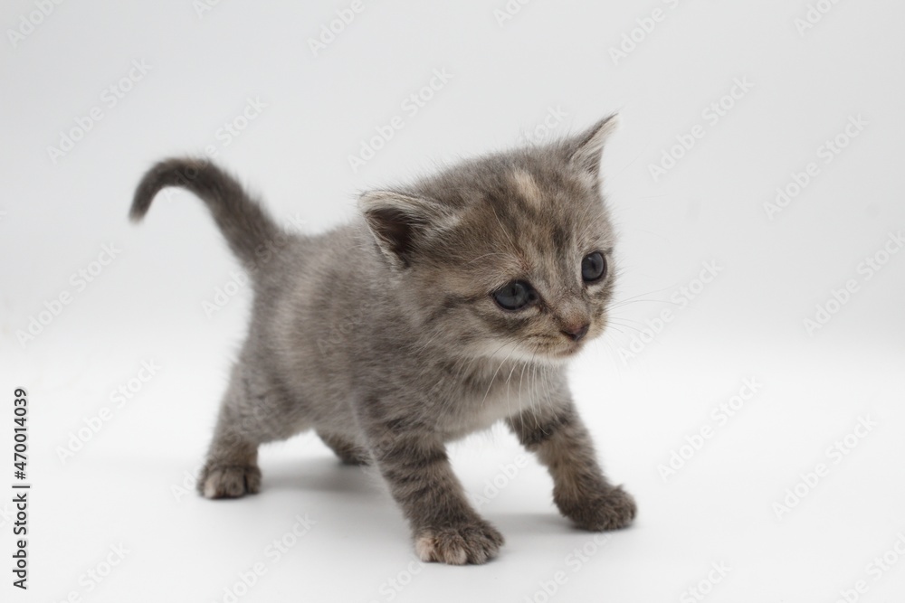 baby kitten of brown gray colors and orange spots scared on one side of white background