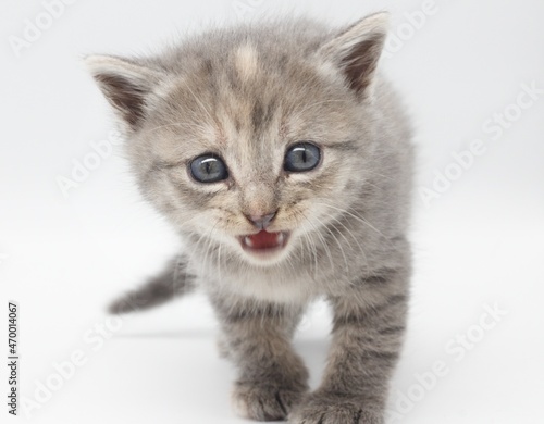 small kitten with blue eyes and beige hair isolated on white background