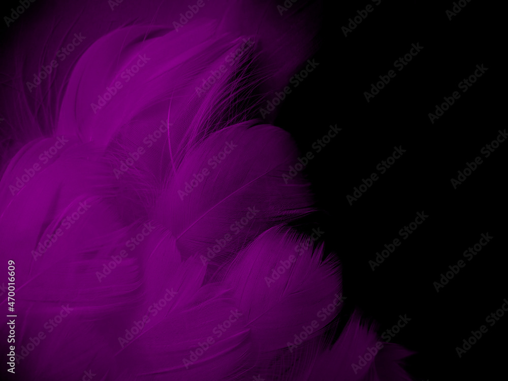 Obraz premium Macro photography of purple feathers. Abstract blurred violet black background with space for text