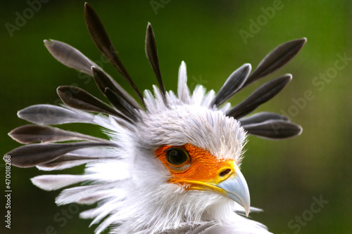 Canvas Print close up of a secretary bird. Bright plumage stunning.