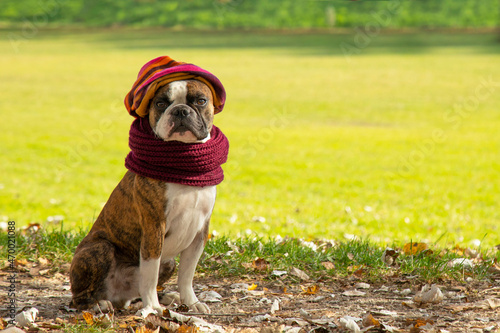 Funny Boston Terrier in hat and scarf in an autumn park surrounded by yellow leaves