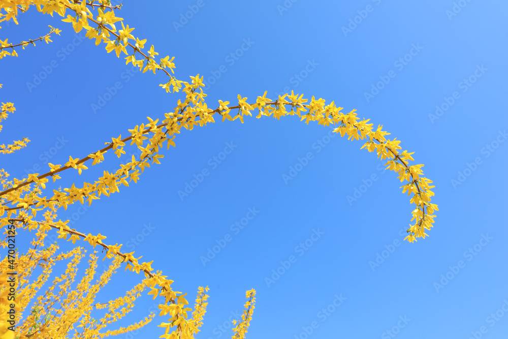 Obraz premium Forsythia flowers in botanical garden, North China