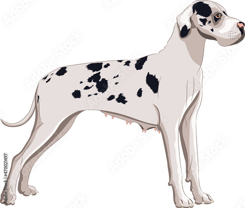 Great Dane dog breed isolated on white background.