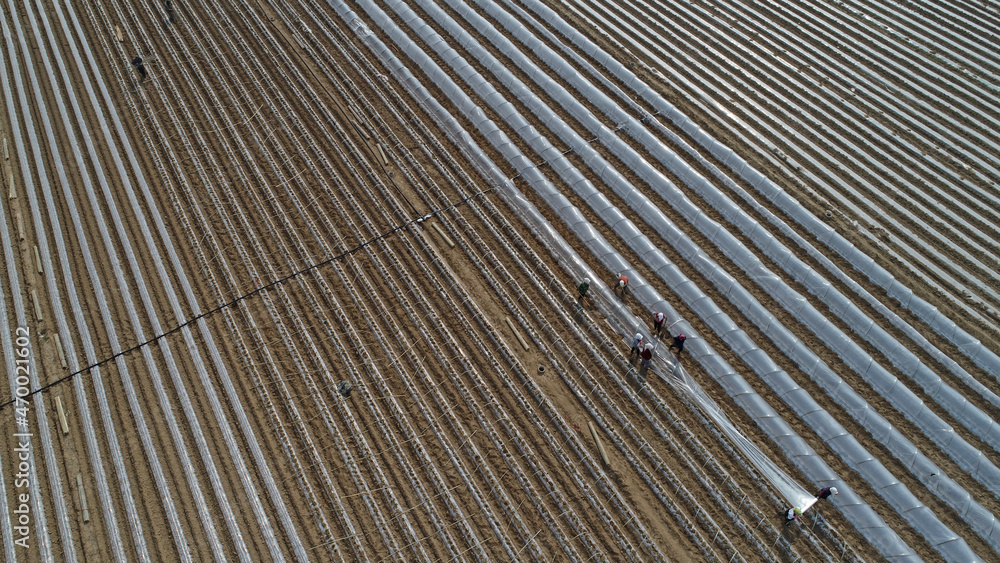 Farmers are planting sweet potato seedlings in the fields, North China Farmers are planting sweet potato seedlings in the fields, North China