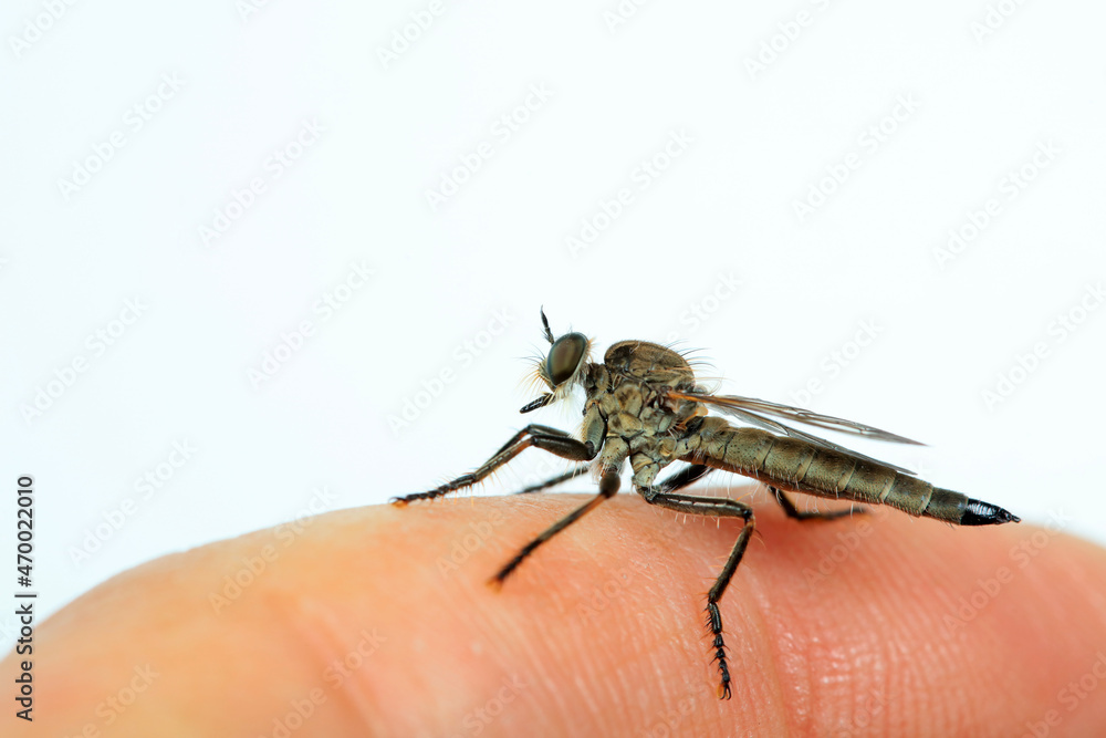 Fototapeta premium Insectivorous Gadfly in the wild, North China