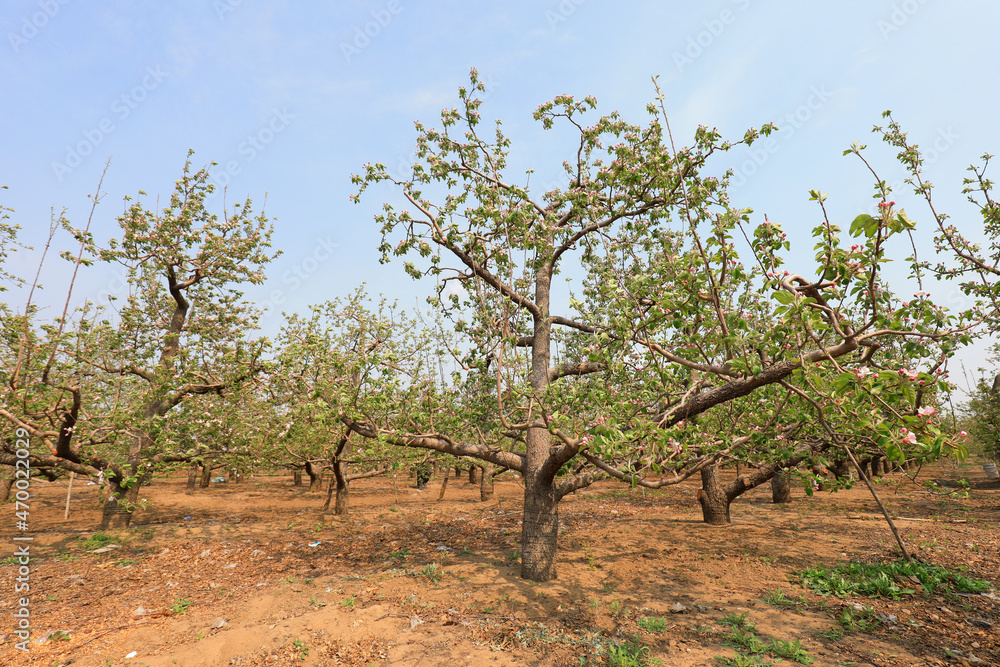 The thriving apple trees are in an orchard in North China