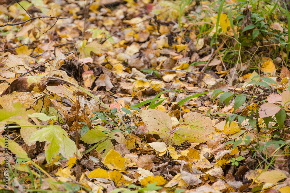 Autumn leaves in the forest. Leaves on the ground. Close-up leaf. Yellow and red leaves. Favorite season. Colorful landscape. Autumn leaves in the forest. Leaves on the ground. Close-up leaf. Yellow and red leaves. Favorite season. Colorful landscape.