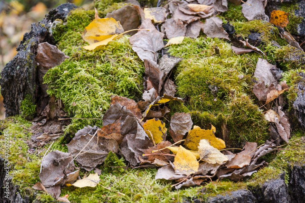 Moss on the bark of a tree. Moss texture close up. Green moss. Autumn trees. High humidity. Wood. Old tree. Moss on the bark of a tree. Moss texture close up. Green moss. Autumn trees. High humidity. Wood. Old tree.