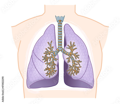 肺・気管のイラスト