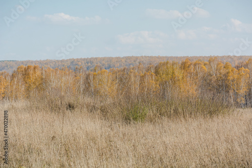 Autumn landscape. Season. Golden autumn. Beautiful trees. Yellow leaves on the trees. The forest in the distance. Bright colours. The nature of Russia.