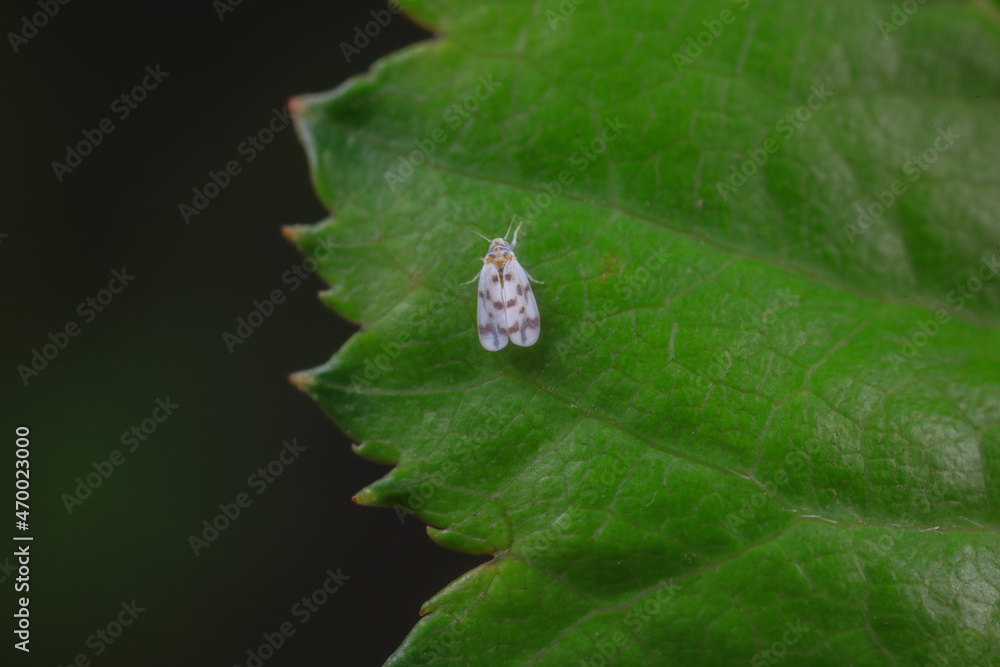 Whitefly, a very tiny flying insect, North China Whitefly, a very tiny flying insect, North China