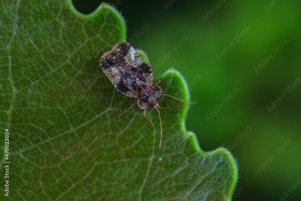 Naklejka premium Hemiptera bugs in the wild, North China