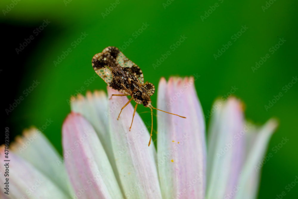 Hemiptera bugs in the wild, North China Hemiptera bugs in the wild, North China