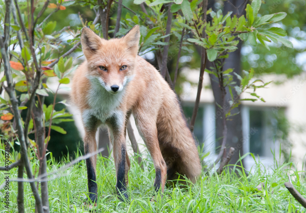 野生のキタキツネ 野生のキタキツネ