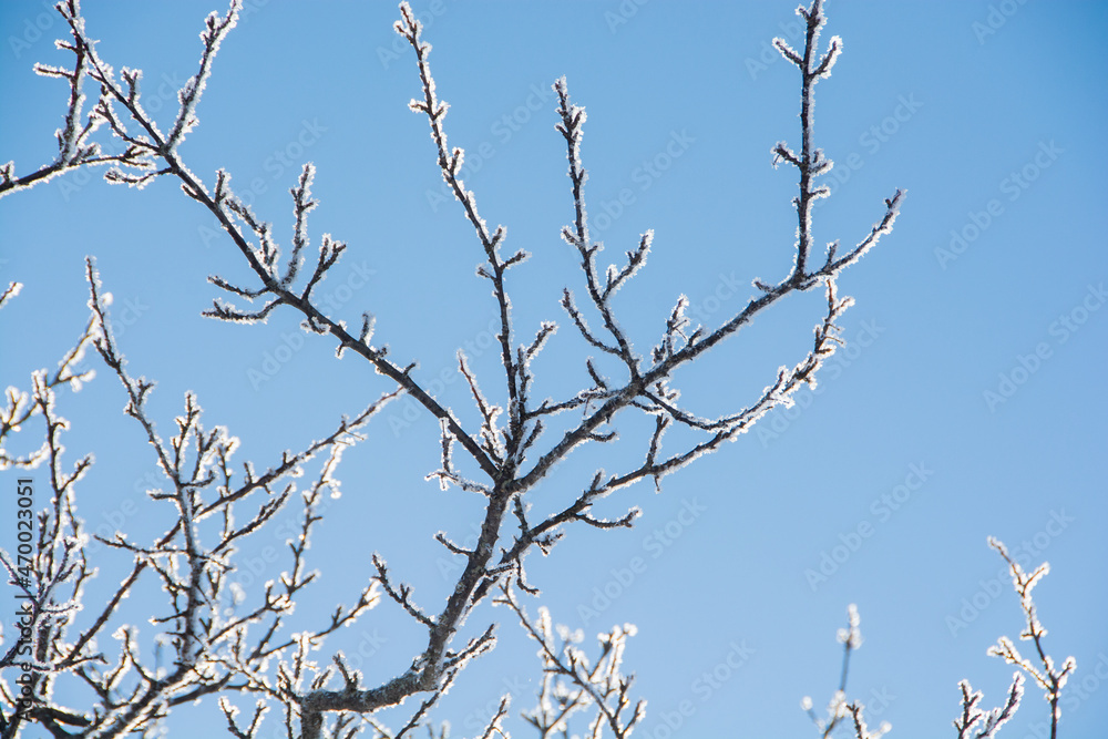 冬枯れの木に着いた霧氷と青空
冬枯れの木に着いた霧氷と青空