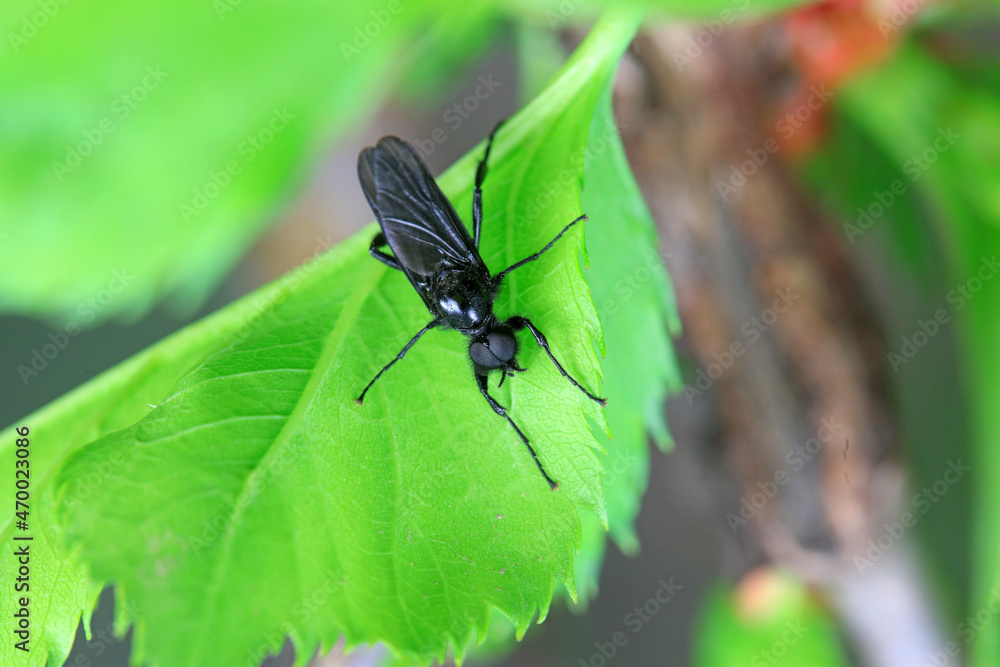 Mosquitos on wild plants, North China Mosquitos on wild plants, North China