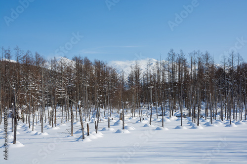 Wallpaper Mural 冬の晴れた日の青い池　美瑛町
 Torontodigital.ca