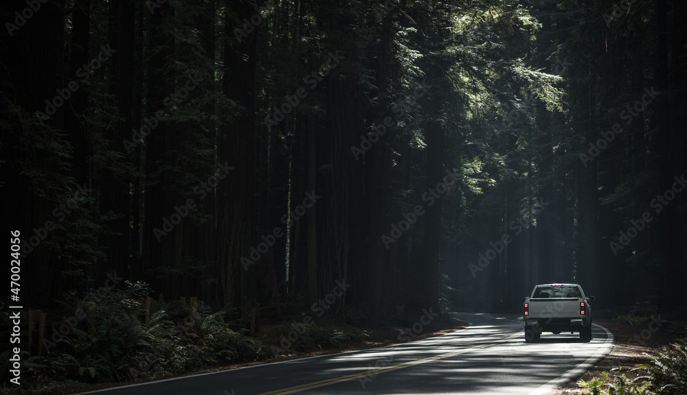 Fototapeta premium Scenic Redwood Highway Drive