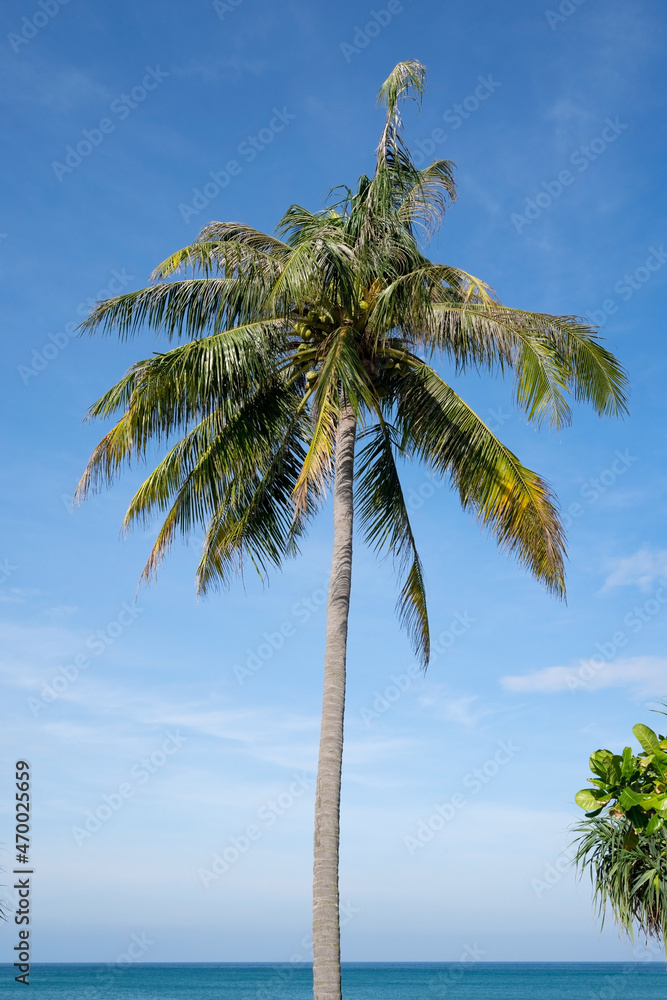 Green palm tree on beach in Phuket island blue sky background Summer sea landscape Green palm tree on beach in Phuket island blue sky background Summer sea landscape