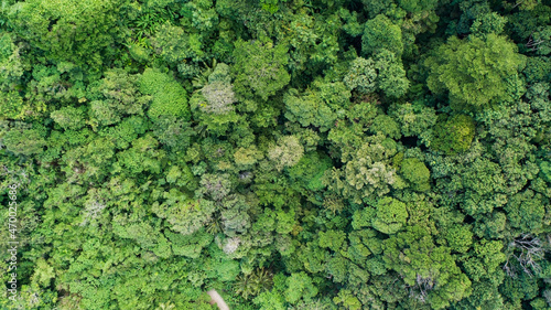Aerial view Drone camera top view abundant rainforest trees ecology with healthy environment concept and summer background