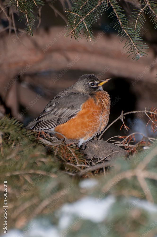 American robin taking cover in spruce tree in winter American robin taking cover in spruce tree in winter