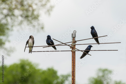 Four Purple Martins sitting on a pole. photo